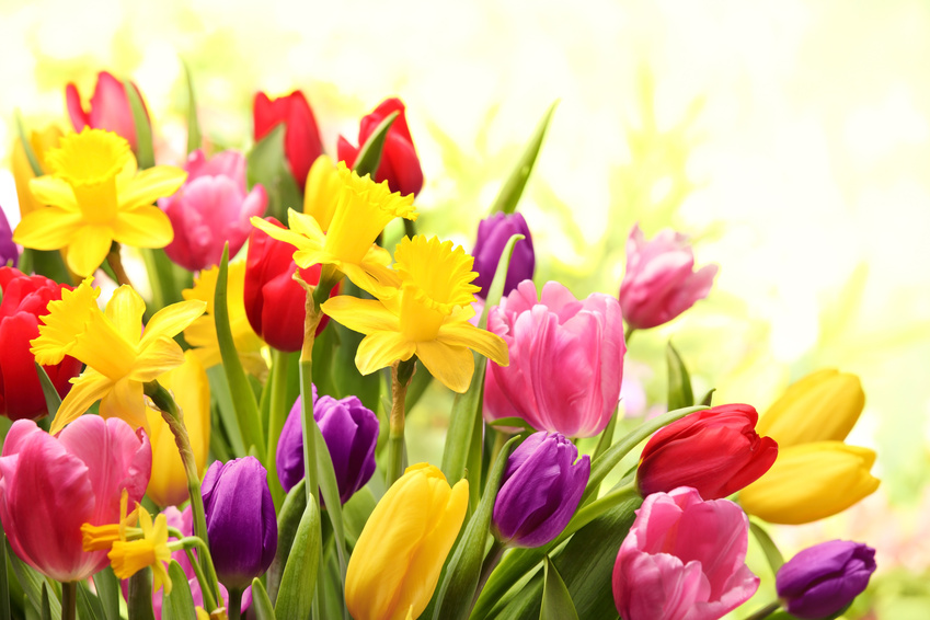 assortiment coloré de tulipes et de jonquilles