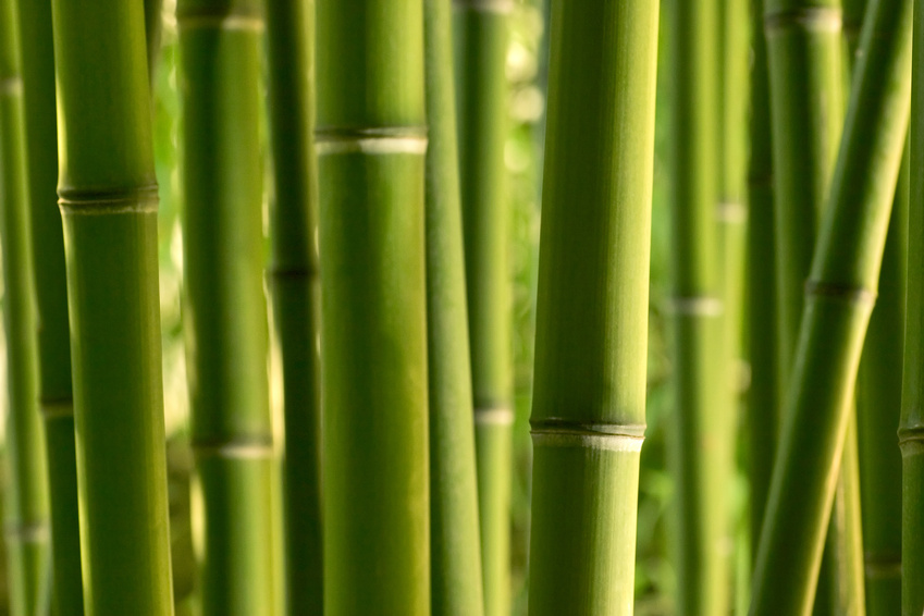 Bambou fargesia
