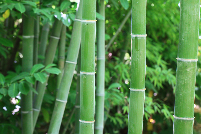 Bambou non traçant