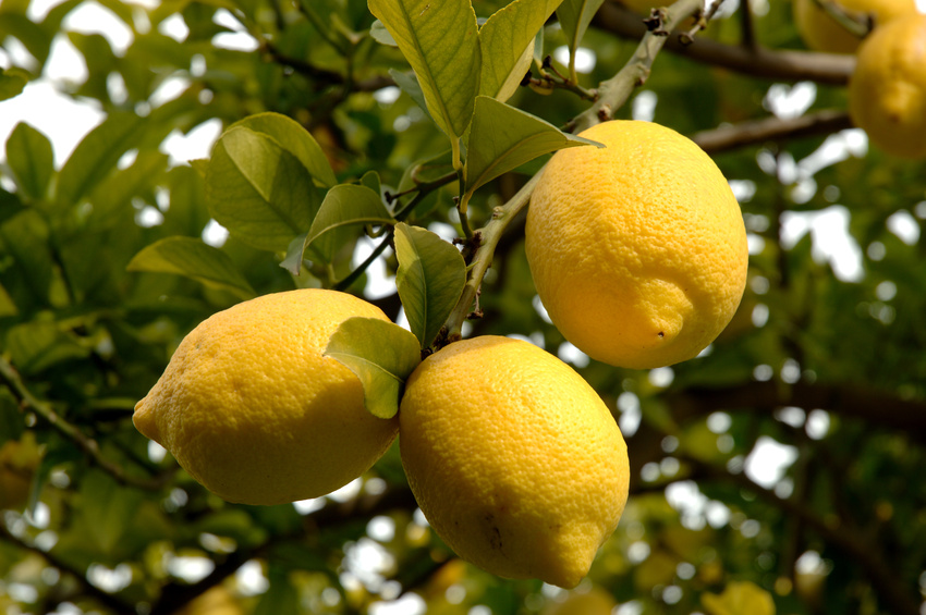 citronnier adulte en fructification