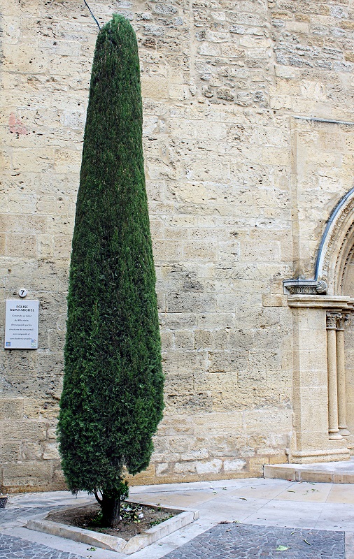 Cyprès de provence devant une église
