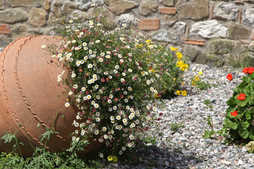 Fleurs dans une amphore dans le jardin de rocaille