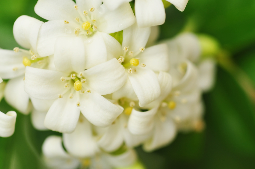 Fleurs de jasmin blanche