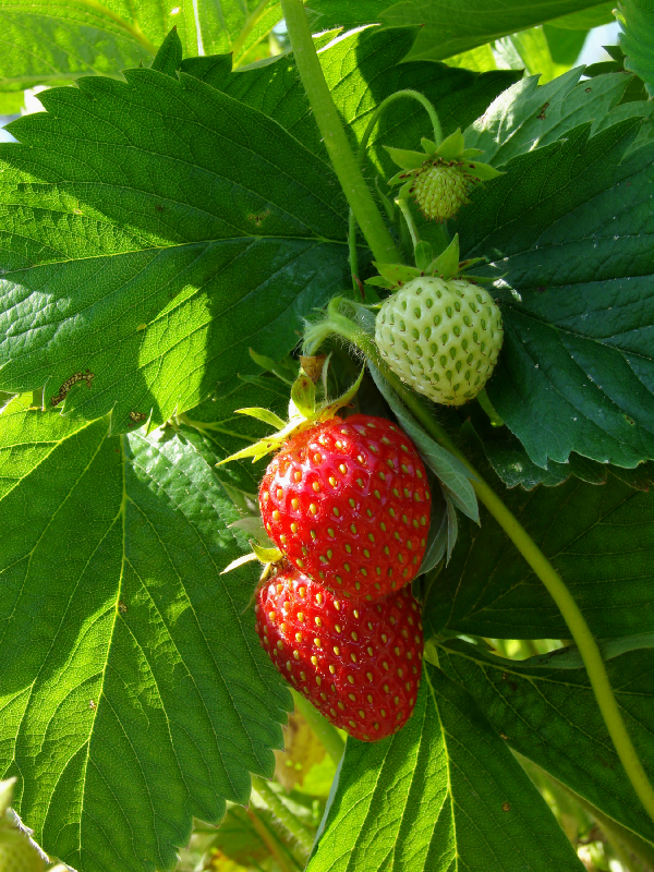 fraises sur fraisiers
