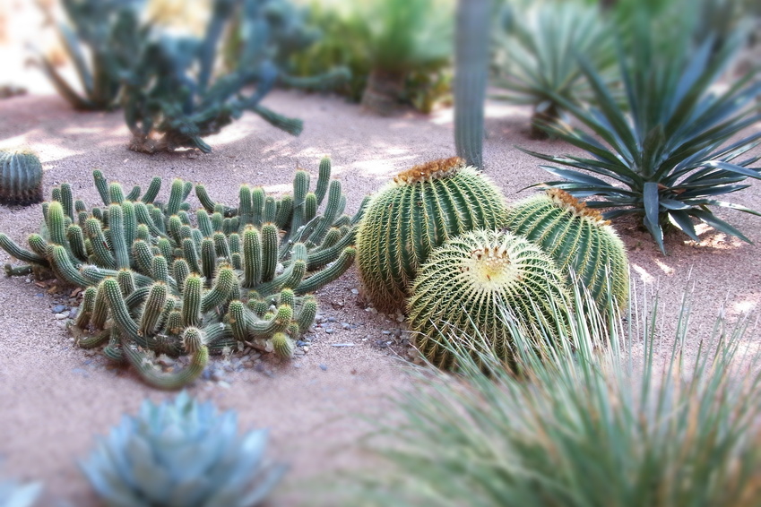 Jardin exotique avec cactus