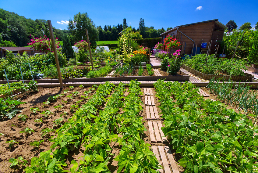 jardiner sans pesticide