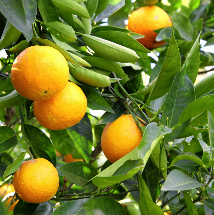 Le citronnier