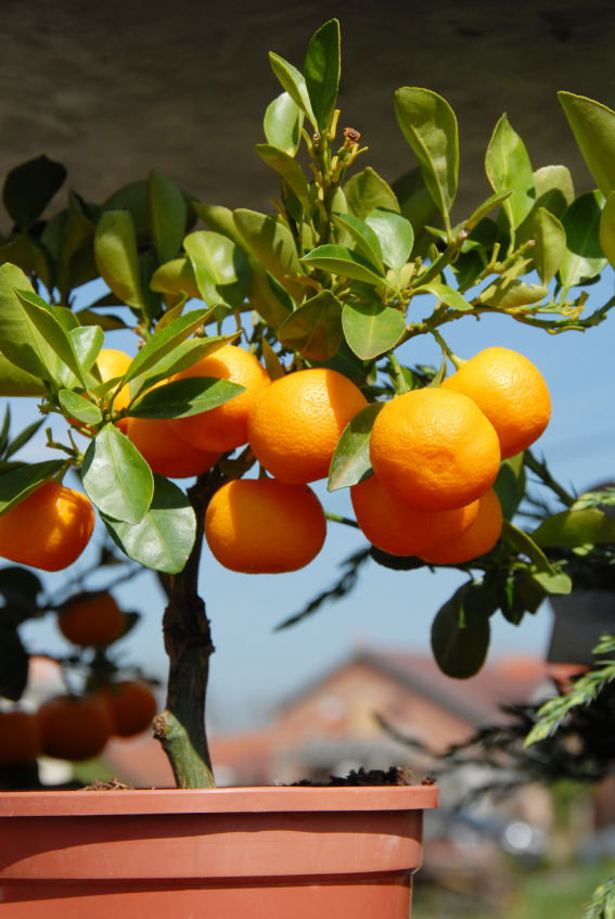 Mandarinier en pot