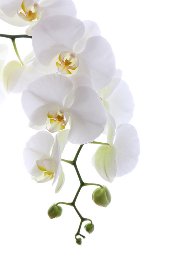 L'Orchidée