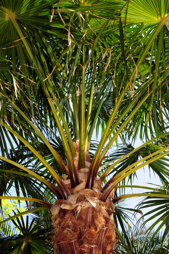 Palmier chanvre, palmier de Chine