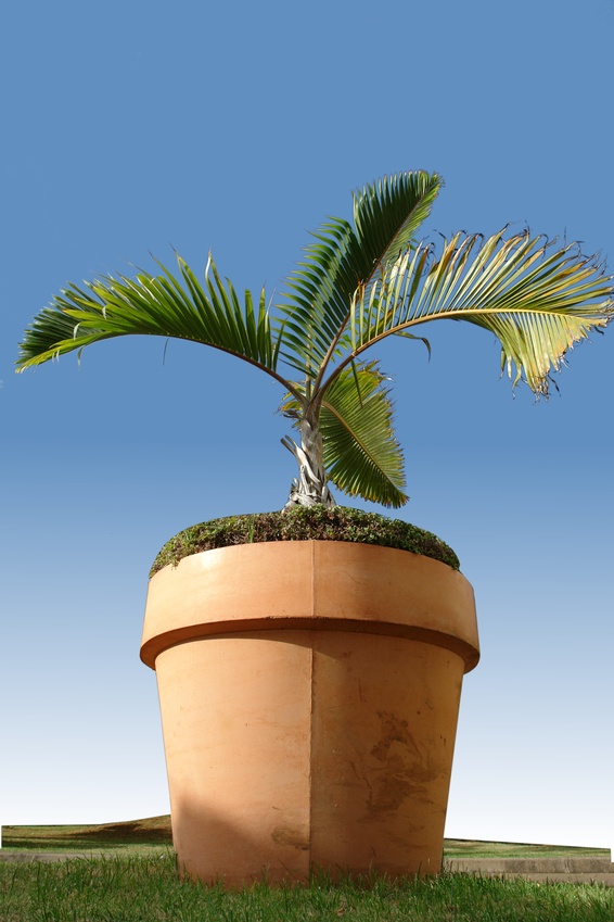 Palmier en pot