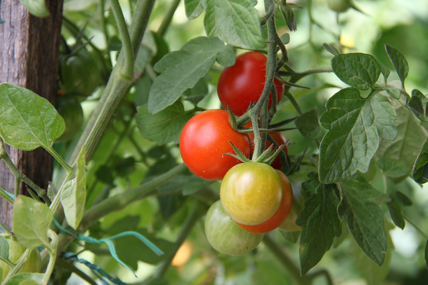plant de tomates en fructification