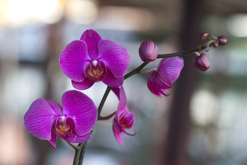 Refloraison d'une orchidée